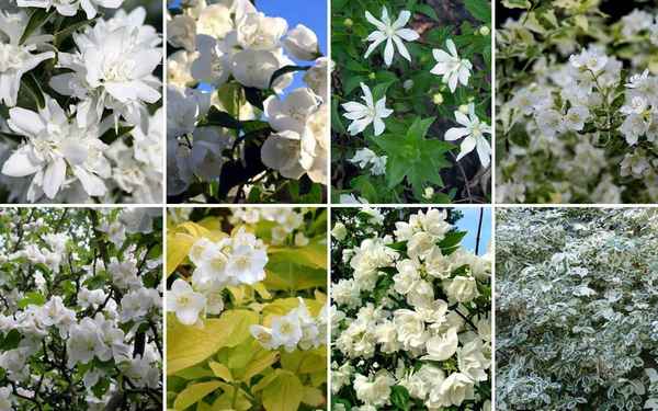 Виды и сорта жасмина