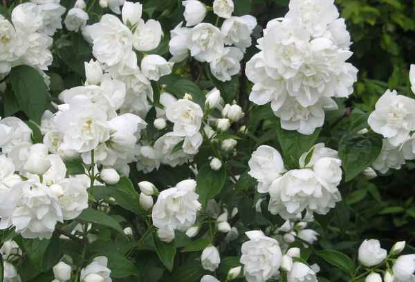 «Жасмин махровый»: посадка и уход