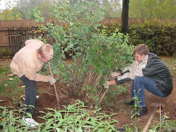 Как правильно и когда лучше пересадить куст жасмина на даче