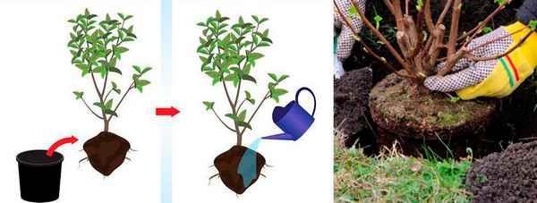 Когда и как нужно сажать жасмин