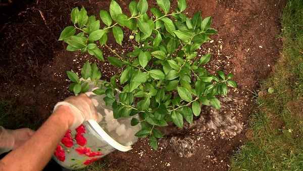 Основные правила по выращиванию и уходу за жасмином садовым