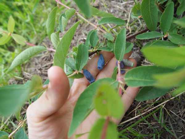 Как размножить жимолость: варианты, в какое время года