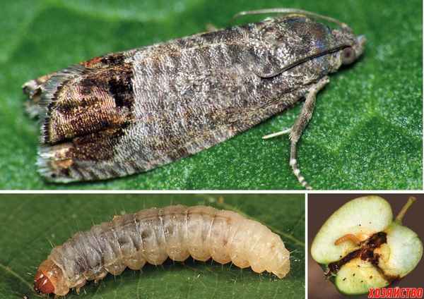 Яблонная плодожорка: методы, средства и препараты для борьбы с вредителем