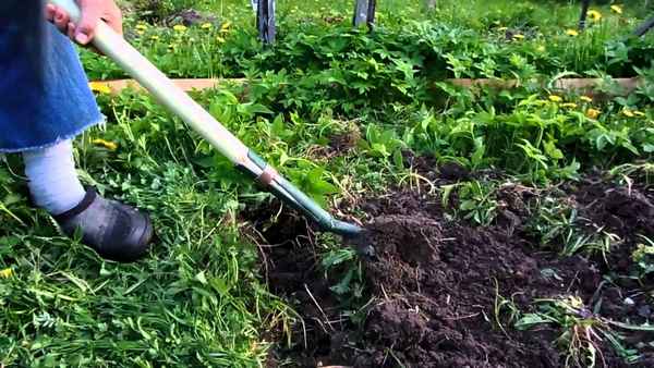 Если увидите этот сорняк у себя в огороде, срочно принимайте меры!