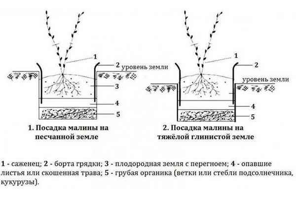Как правильно поливать малину: виды, способы, глубина, частота