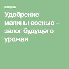 Удобрение малины осенью — залог будущего урожая