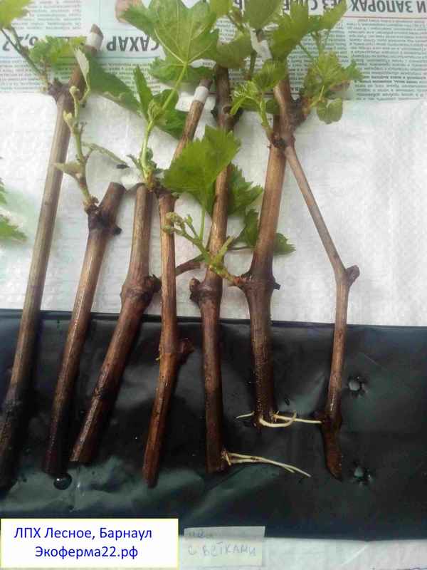 Из какой части винограда нарезают лучшие черенки? Правильная заготовка черенков винограда для укоренения