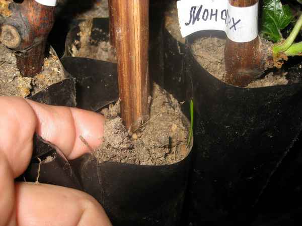 Какие черенки винограда будут плохо укореняться? Проверка йодом