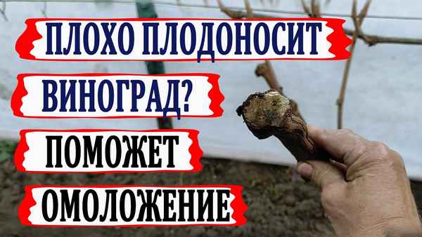 Если виноград плохо плодоносит, необходимо омоложение. Как определить, что рукав пора удалять?
