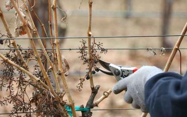 Живые и мертвые побеги на винограде. Как после обрезки не остаться без урожая?