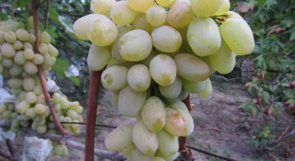 Сорт винограда «Валентина»: фото и описание, агротехника выращивания