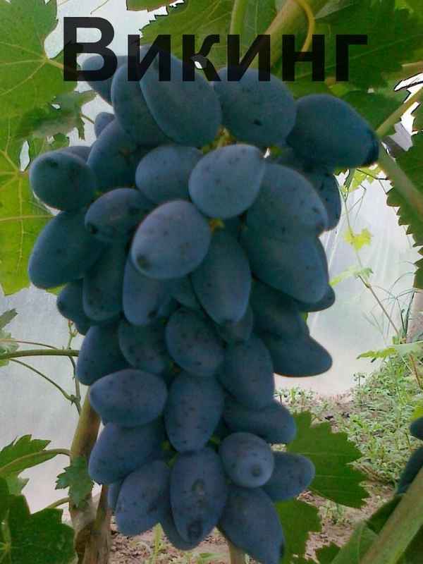 Сорт винограда Викинг: хаpaктеристика, секреты выращивания