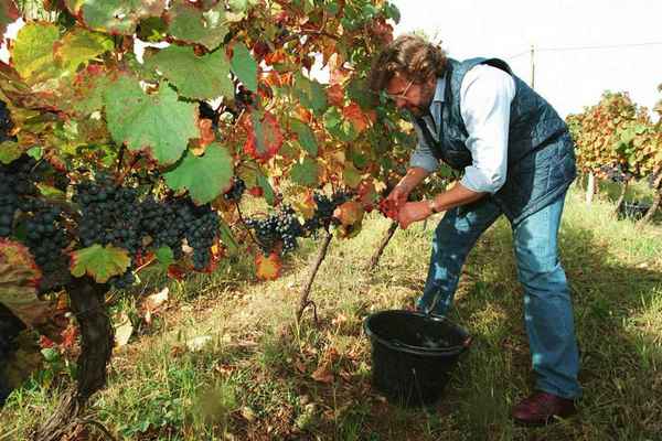 Обработайте виноград осенью так, чтобы всегда быть с урожаем