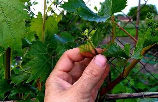 Холостые побеги на винограде. Удалять или нет?