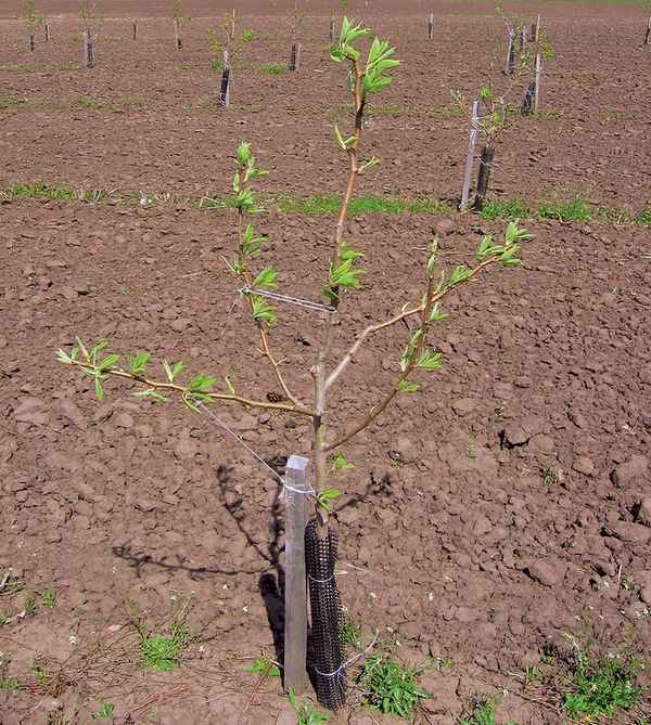 Какие саженцы яблони ни в коем случае не стоит покупать? Признаки хорошего саженца