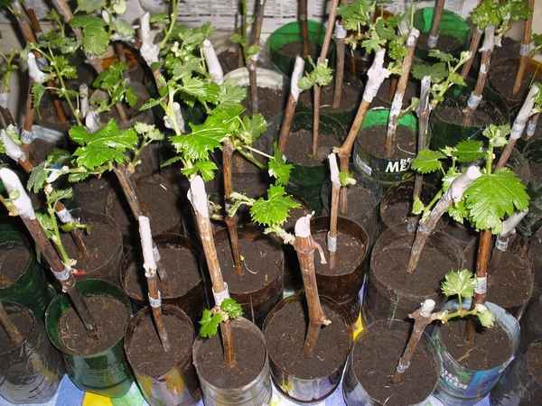 Хуже или лучше? Чем наши саженцы винограда отличаются от зарубежных?