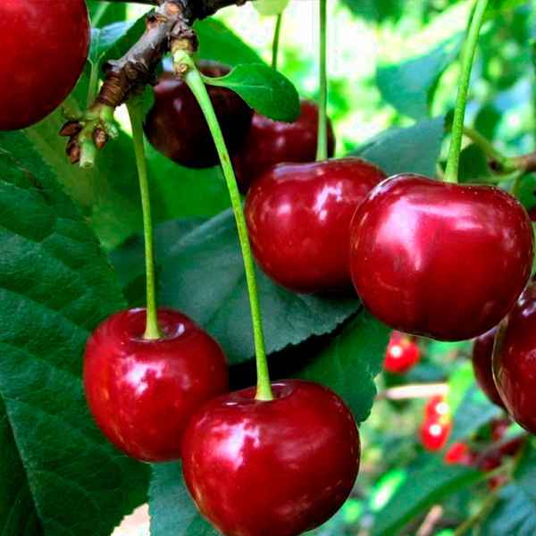 Особенности вишнёво-черешневого гибрида (дюка)