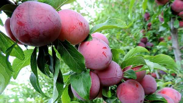 8 лучших сортов алычи гибридной для посадки