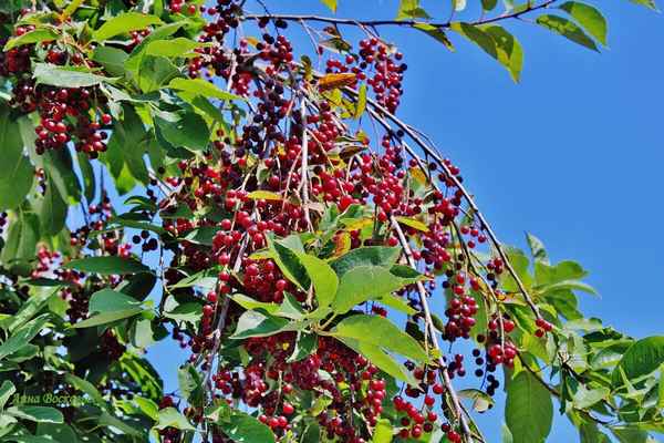 Церападус и падоцерус — гибрид черёмухи и вишни: полезные свойства, отличительные особенности