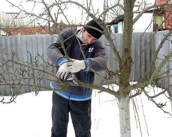 Особенности зимней обрезки яблони