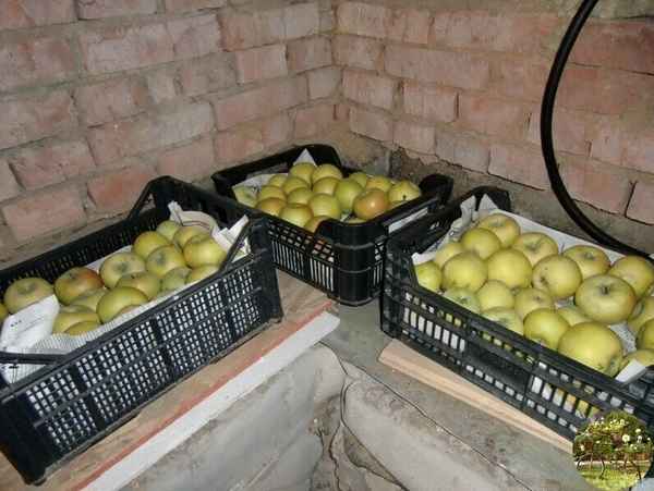 Как надолго сохранить яблоки в погребе свежими?