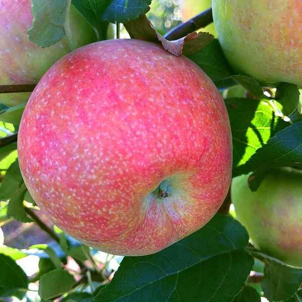 Особенности выращивания и уход за яблоней сорта Хани Крисп