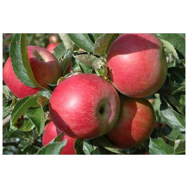 Особенности выращивания и ухода за яблоней сорта Айдаред