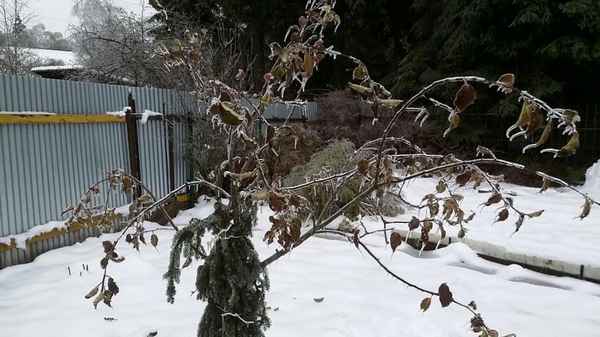 После зимы на яблонях остались прошлогодние листья. Зачем от них избавляться?