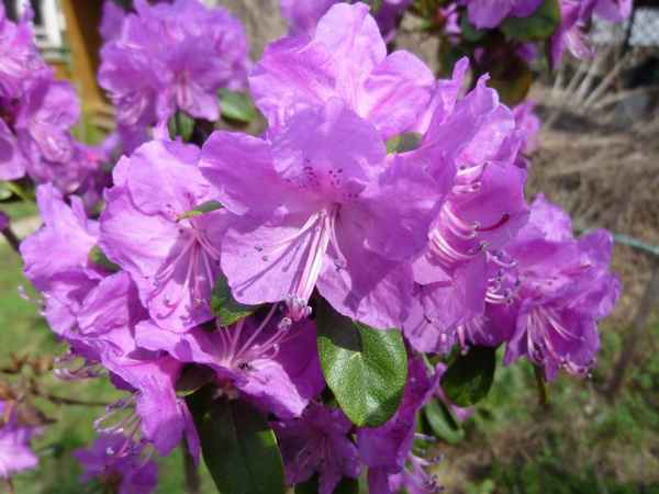 Описание рододендрона Ледебура, посадка и уход за ним