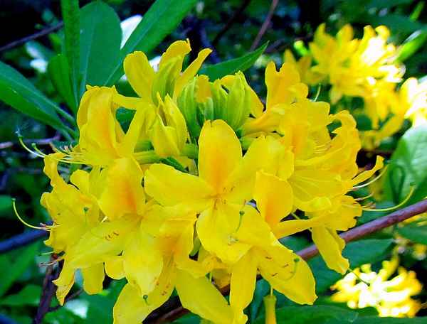 Фото, описание, посадка и уход за жёлтым рододендроном