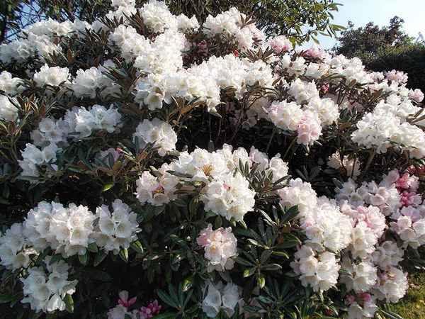 Сорта рододендрона якушиманского: описание, выращивание