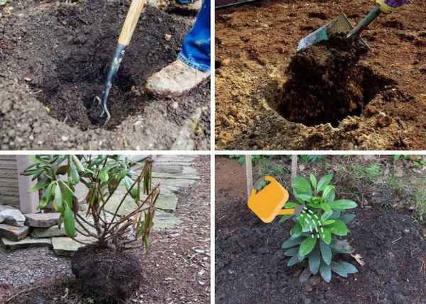 Сроки и правила пересадки рододендрона на другое место