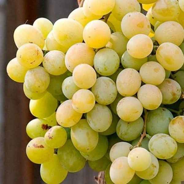 Сорт винограда Талисман (Кеша-1)