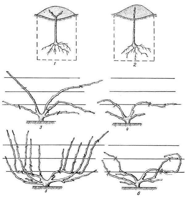 Лучшие способы и схемы формировки винограда