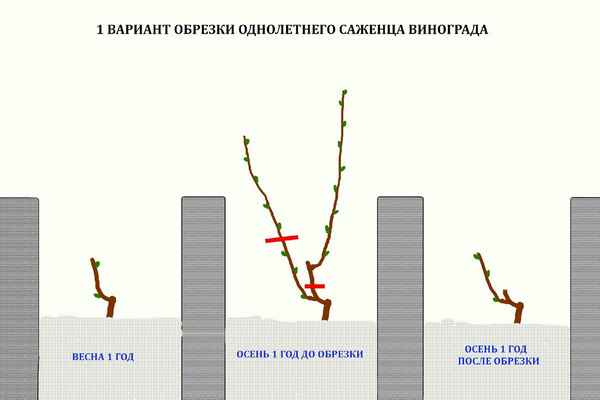 Как правильно обрезать однолетний виноград весной