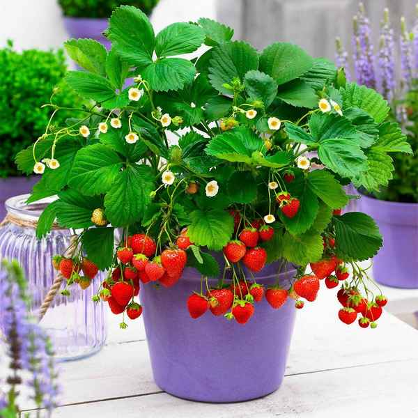 Выращивание клубники на подоконнике