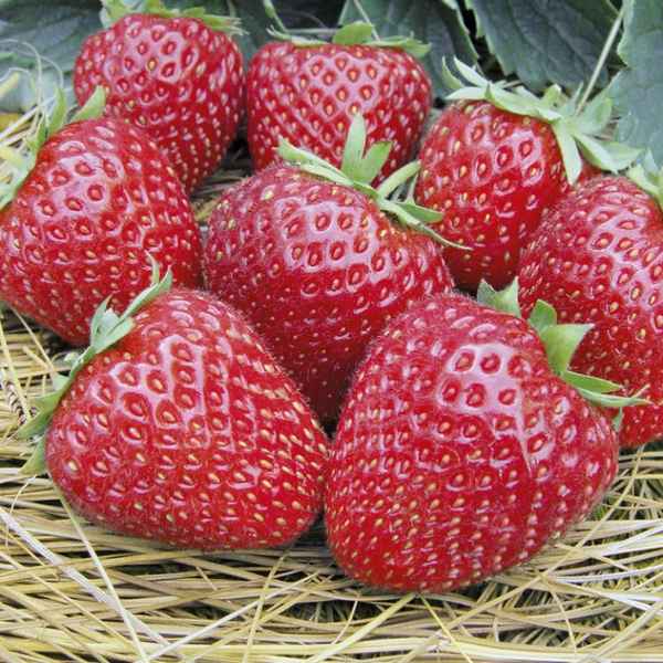 Сорта клубники