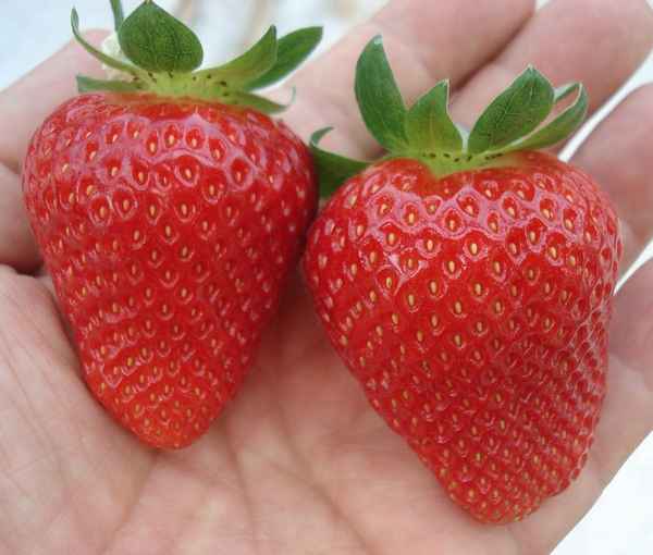 Сорта клубники