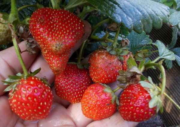 Особенности выращивания клубники Московский деликатес