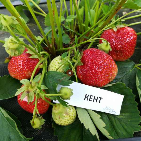 Сорт клубники Кент: особенности выращивания и ухода