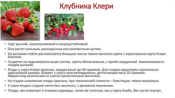 Хаpaктеристика и особенности выращивания клубники сорта Максим