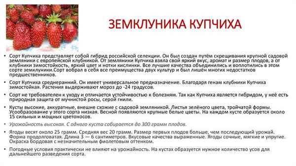 Особенности посадки клубники Купчиха и ухода за ней