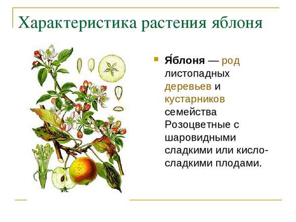 Строение и описание яблони