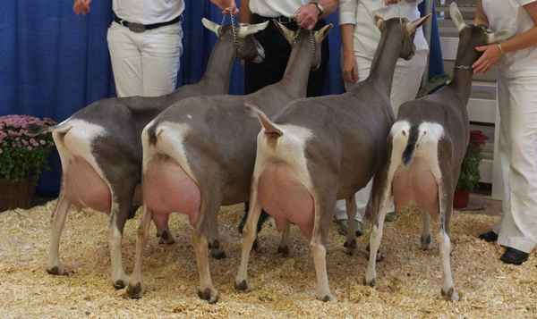 Молочные козы