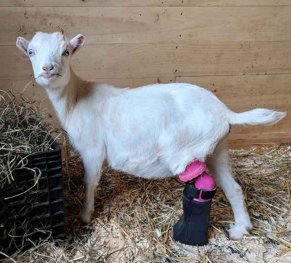 Сколько живут козы в домашних условиях