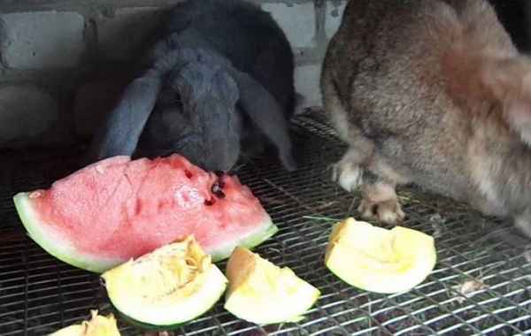 Едят ли кролики дынные корки