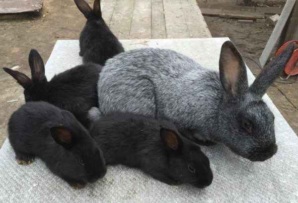 Кролики породы полтавское серебро: разведение и содержание в домашних условиях