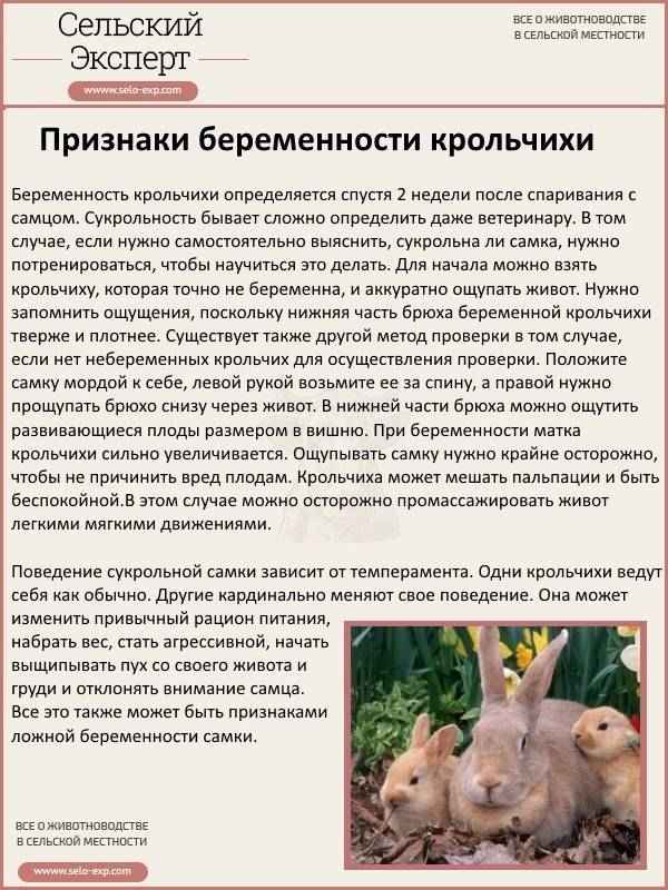 Как определить, что крольчиха беременна