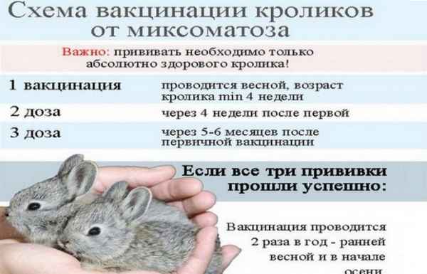 Какие прививки нужно делать декоративному кролику?
