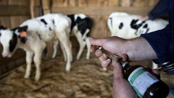 Сибирская язва крупного рогатого скота: симптомы и лечение, вакцина